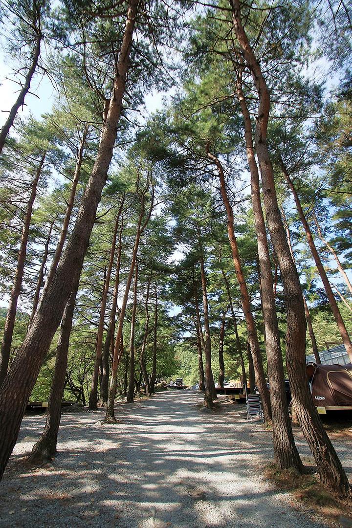 [강원도 강릉시] 대관령 솔내음 오토 캠핑장 – 대관령의 숲과 계곡에서 즐기는 캠핑