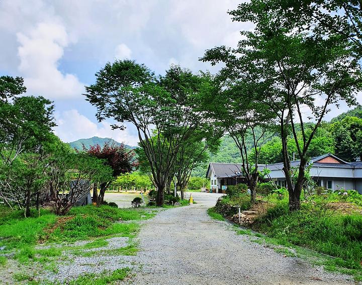 [강원도 홍천군] 강원 홍천 알프스밸리 캠핑나라 글램독 – 시원한 그늘! 넓은사이트&계곡 캠핑장