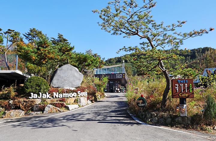 [경기도 포천시] 청계호수 자작나무숲 캠핑장