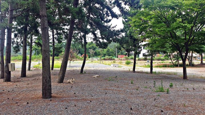 [충청남도] 어은돌야영장 – 어은돌 해수욕장을 품고 있는 송림 속 오토캠핑장