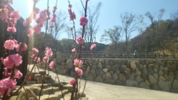 [경기도 양평군] 다문188캠핑장 – 용문 예술인 마을 뒤쪽 산위에 위치한 전망좋은 오토캠핑장