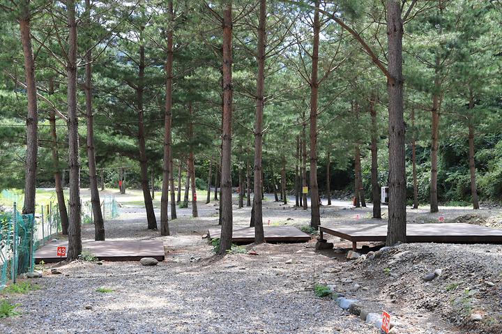 [강원도 삼척시] 덕풍계곡 솔밭야영장