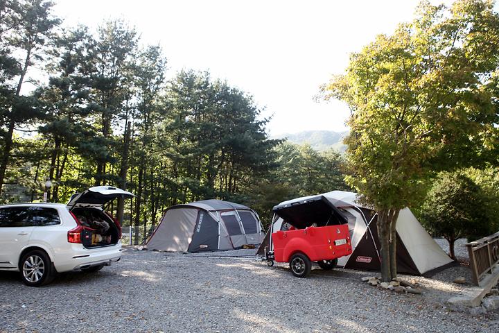 [경기도 남양주시] 남양주 휴림캠핑장 – 계수나무 메타세콰이어 나무 울창한 캠핑장