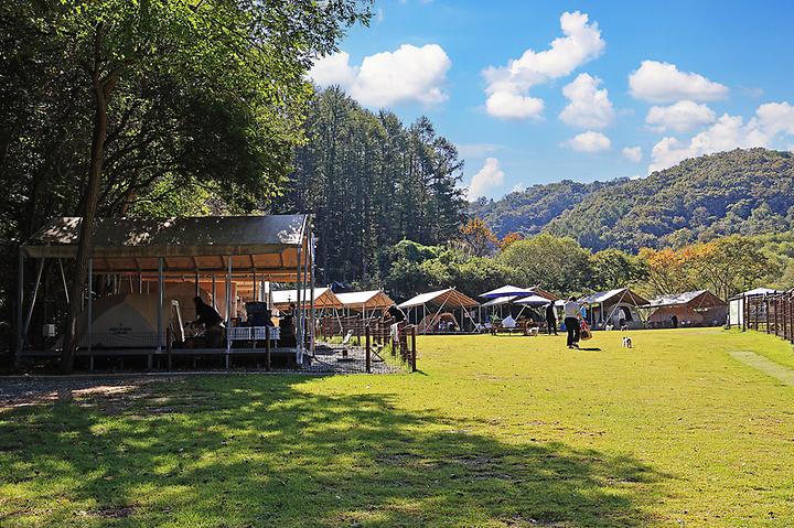 [강원도 홍천군] 캠핑중DOG